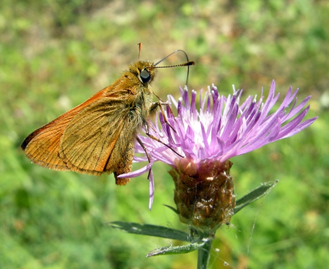 Farfalle nel P.N.A. ad agosto